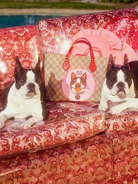 Boston terriers Bosco and Orso flank a GG Supreme Bosco tote.