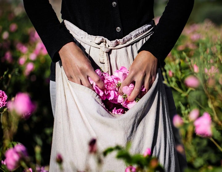 Rose harvesting is a deep-seated tradition in the South of France.