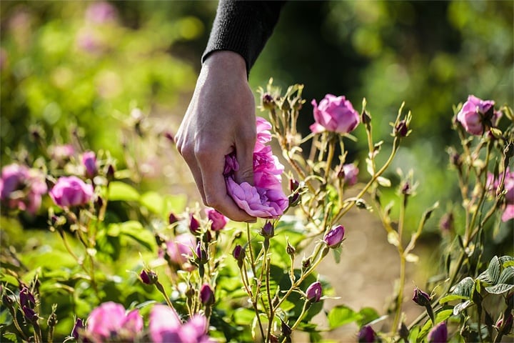The ritualistic flower picking is done by hand in the mornings over several weeks and is meticulous.