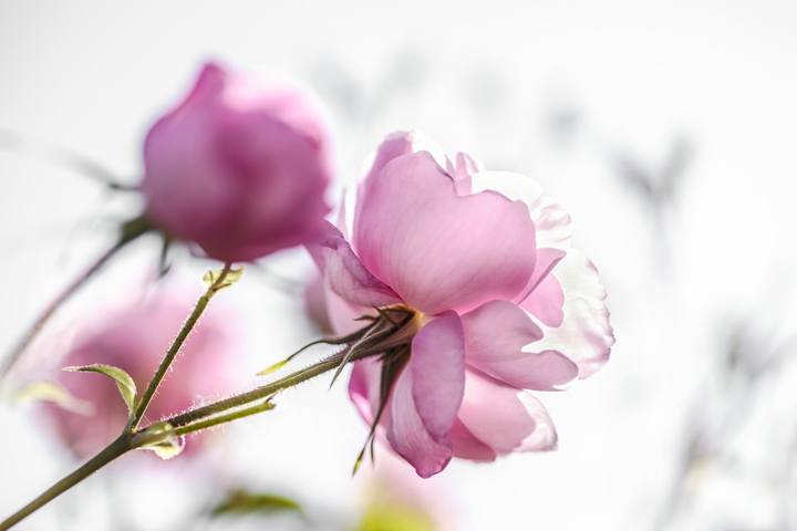 Rosa centifolia, dubbed May rose for the month in which the flowers bloom, have made perhaps the most profound impact on the luxury fragrance industry.