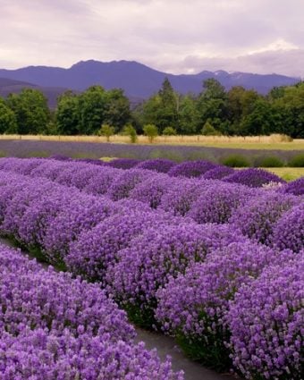 Lavender fields abound in Grasse-to the delight of all who visit.