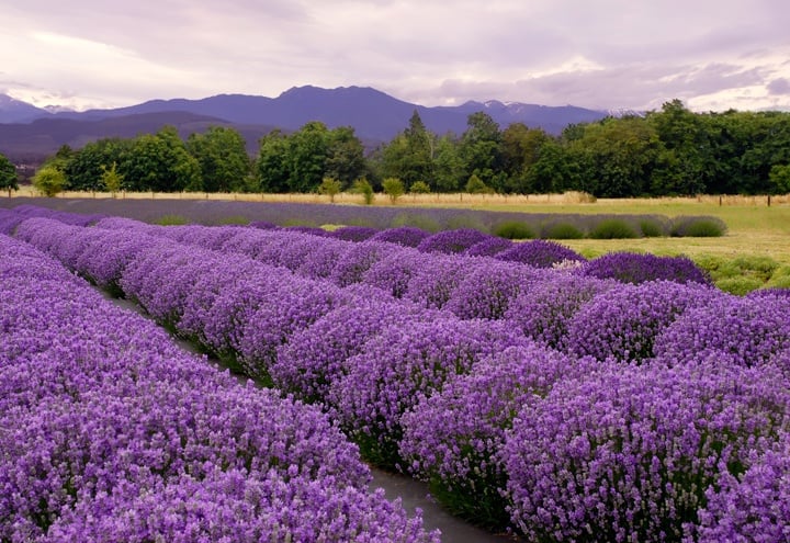Lavender fields abound in Grasse-to the delight of all who visit.