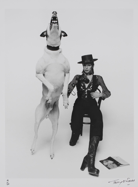 Promotional photograph of David Bowie for Diamond Dogs, 1974. Photograph by Terry O'Neill. Image © Victoria and Albert Museum.