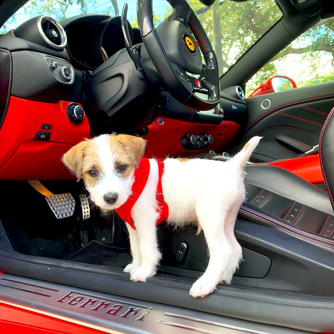 Puppy inside Red Ferrari California Turbo