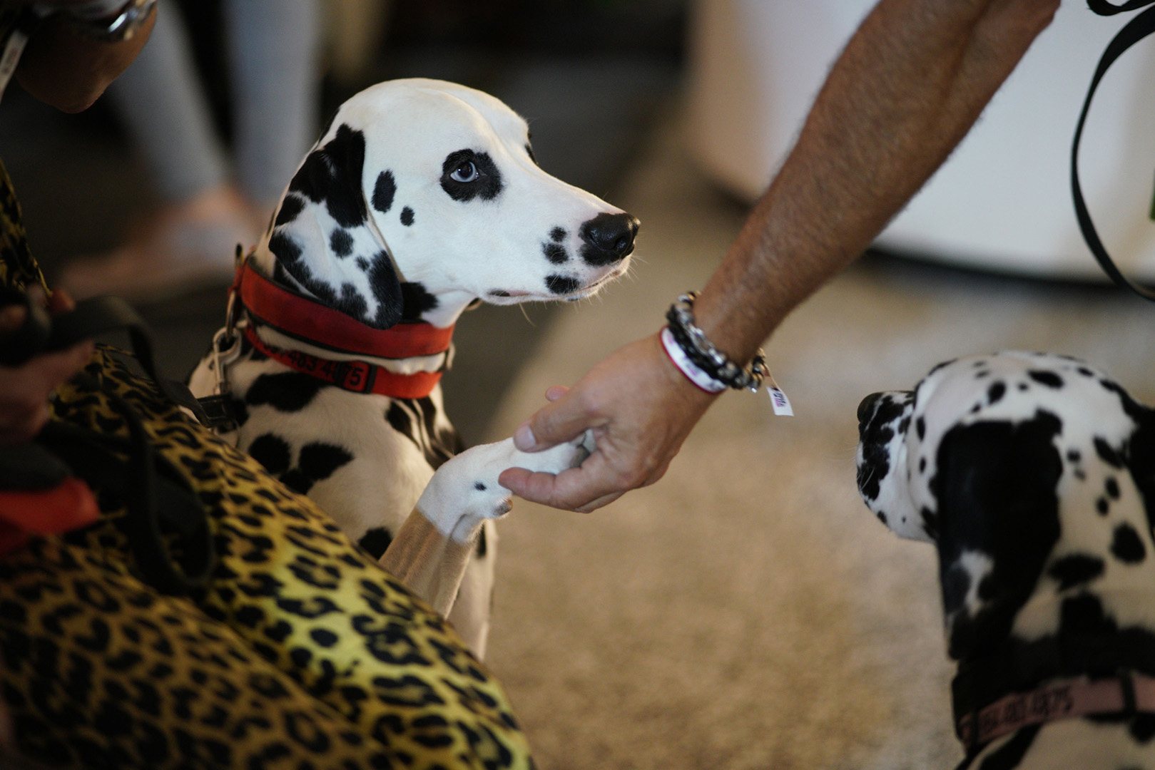 Dalmation enjoying his time at our Puppy Love event