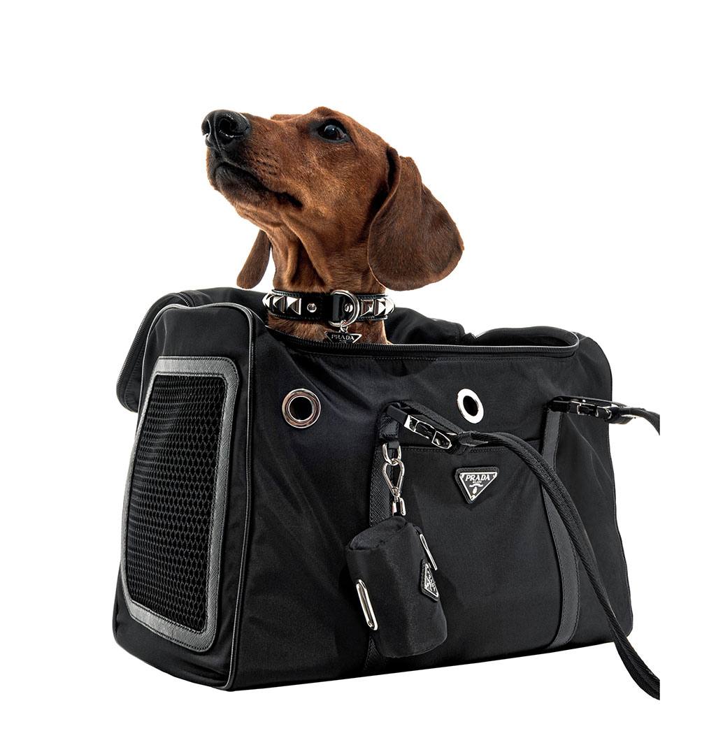 Black Re-nylon And Saffiano Leather Pet Bag