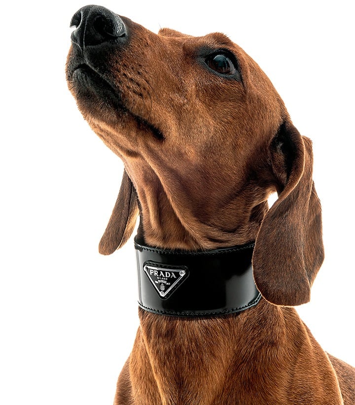 prada dog collar