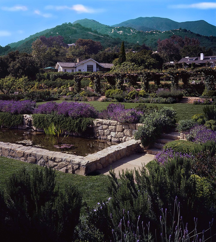 San Ysidro Ranch boasts a remarkably lush mix of flora, including French lavender, Jacaranda, mature oak, pepper and lemon trees, jasmine, magnolias and 400-year-old olive trees. Courtesy San Ysidro Ranch.