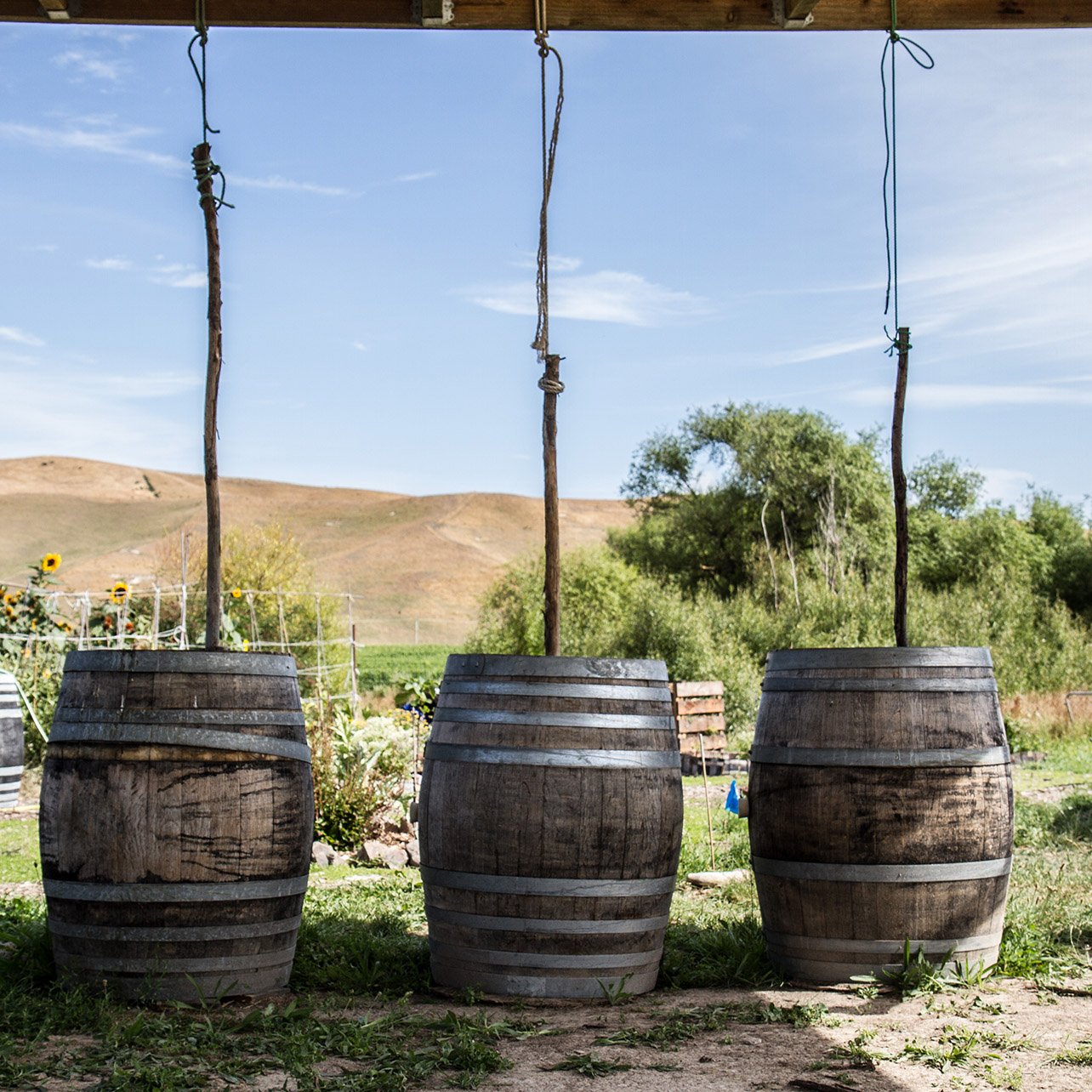 Seresin Vinyrard wine barrels