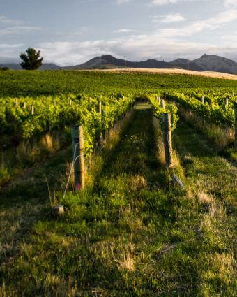 Scenic view of the Seresin Vineyards