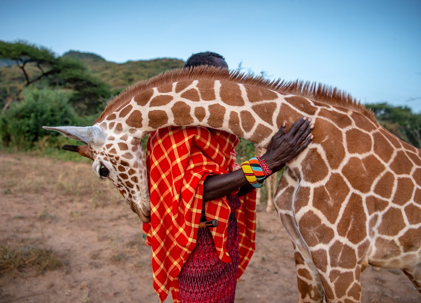 An orphaned reticulated giraffe, who was rehabilitated and returned to the wild,  nuzzles Sarara Camp wildlife keeper, Lekupania.