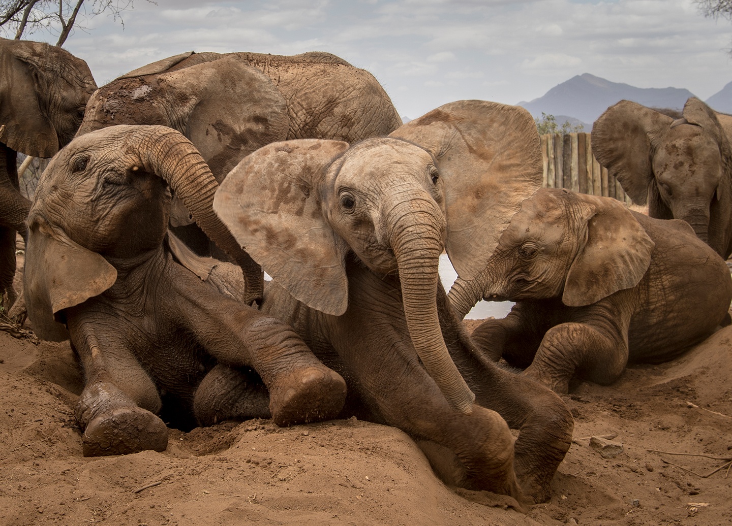 Mpala (center) with her friends enjoying some mud hole fun at northern Kenya’s Reteti Elephant Sanctuary