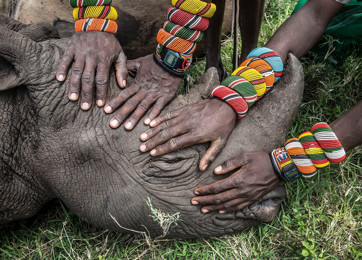 A group of Samburu warriors encounter a rhino for the first time at Lewa Wildlife Conservancy, 2014.