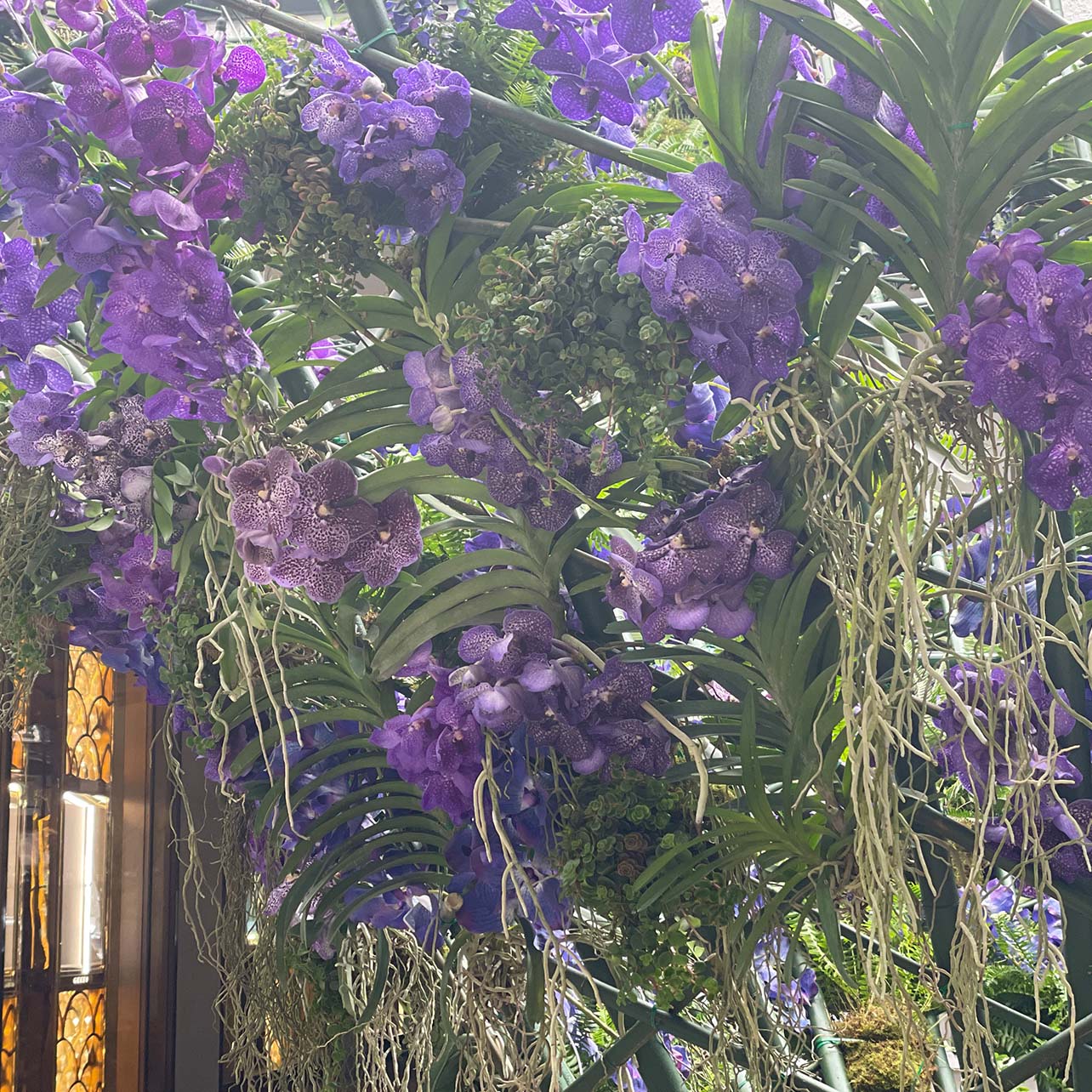 Purple Vanda orchids