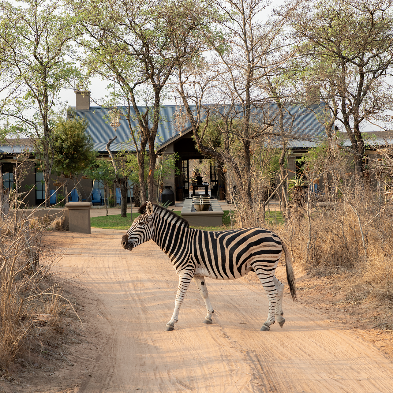 Zebra photographed in front of a house