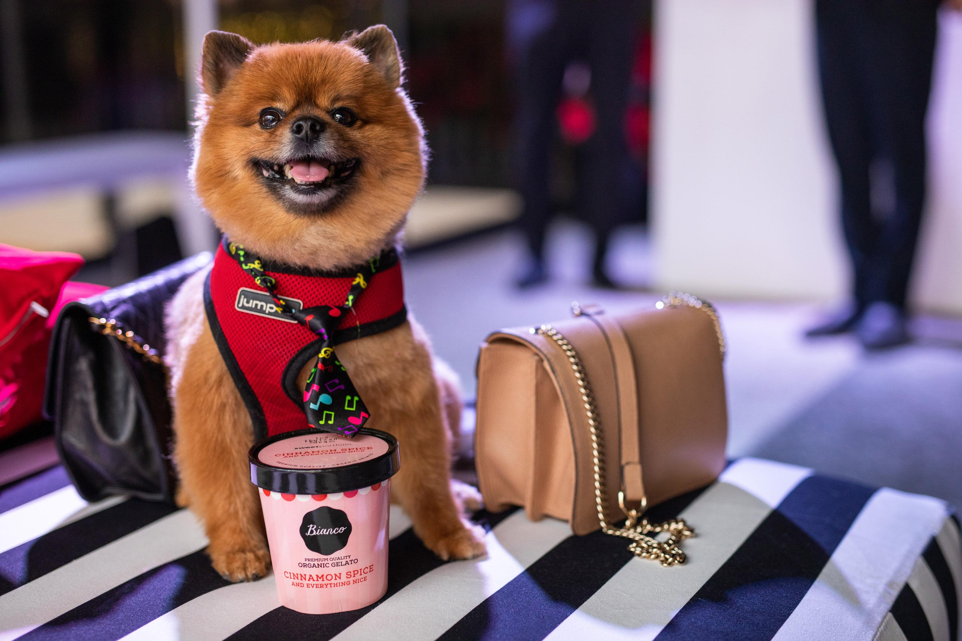 Small dog sits with a smile next to a pint of ice cream