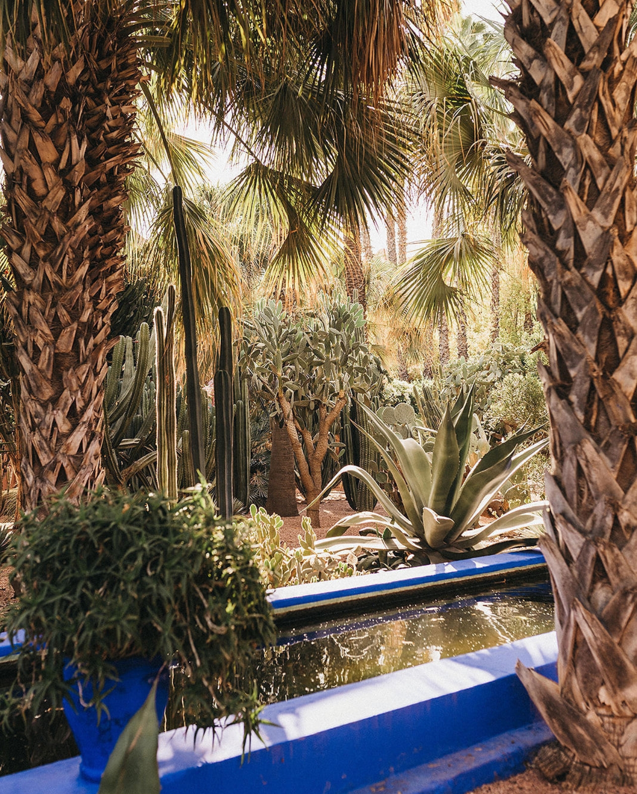 Portrait of the Majorelle Garden from last year’s Modern Adventure trip to Morocco with chef Nyesha Arrington