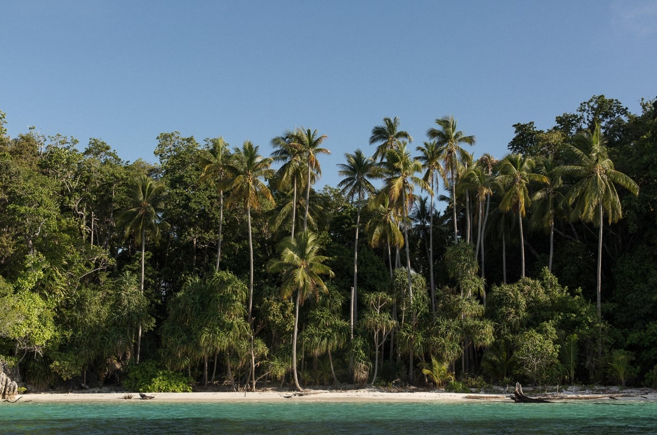 Dania Baru beach and palm trees