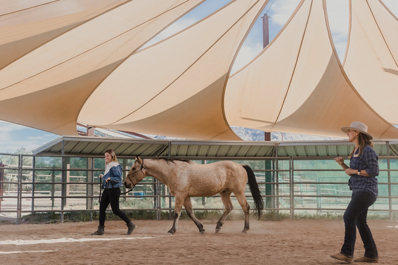 Women walking a horse in a stable
