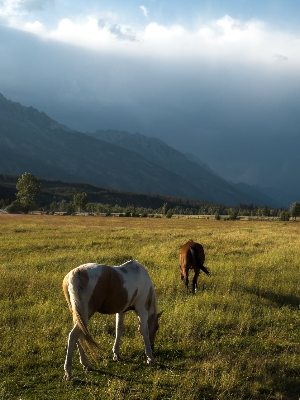 Two horses walking in a field at golden hour