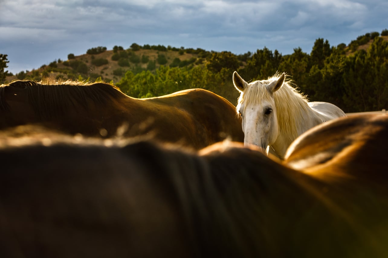 A white horse standing among two brown horses