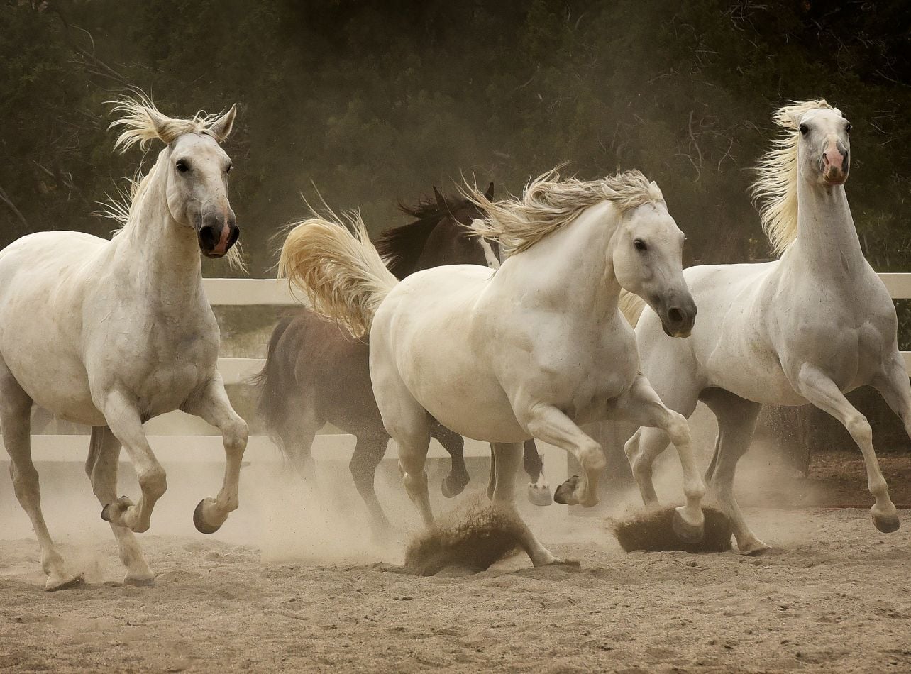A group of horses running