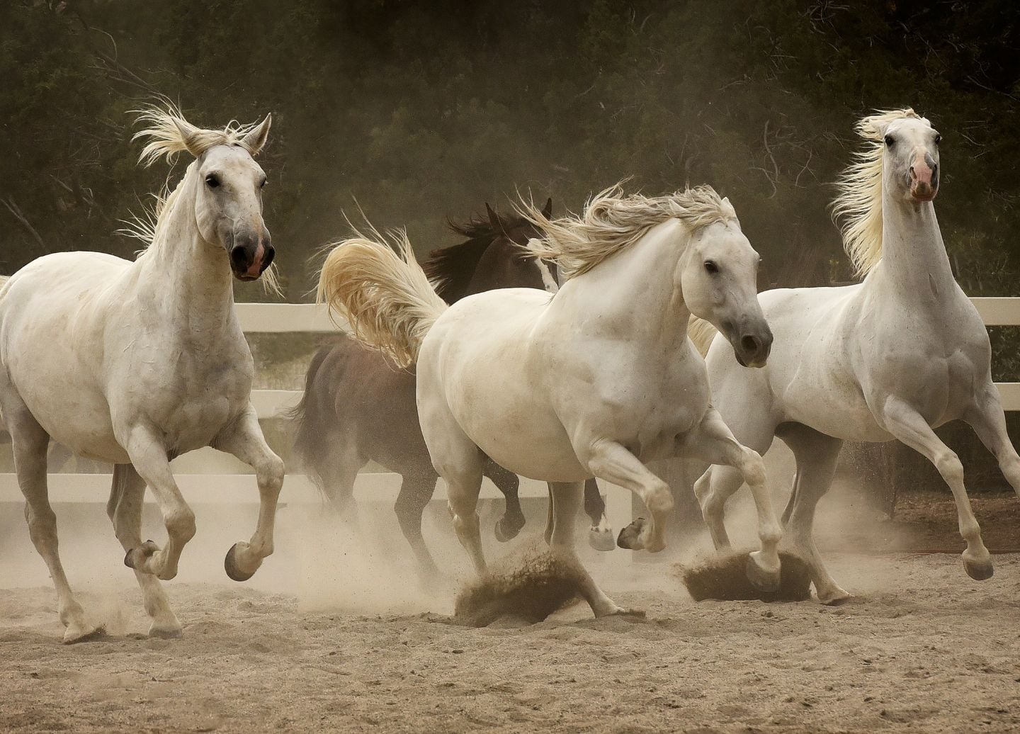 Horse Power