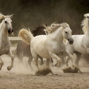 Horse Power