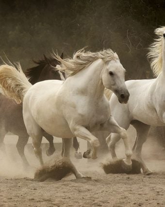 Horse Power