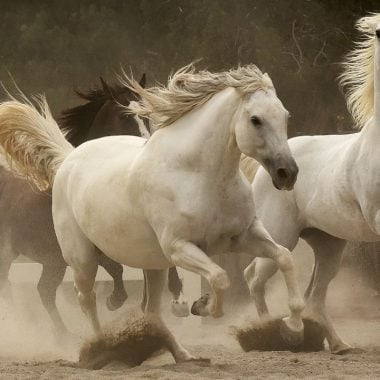 Horse Power